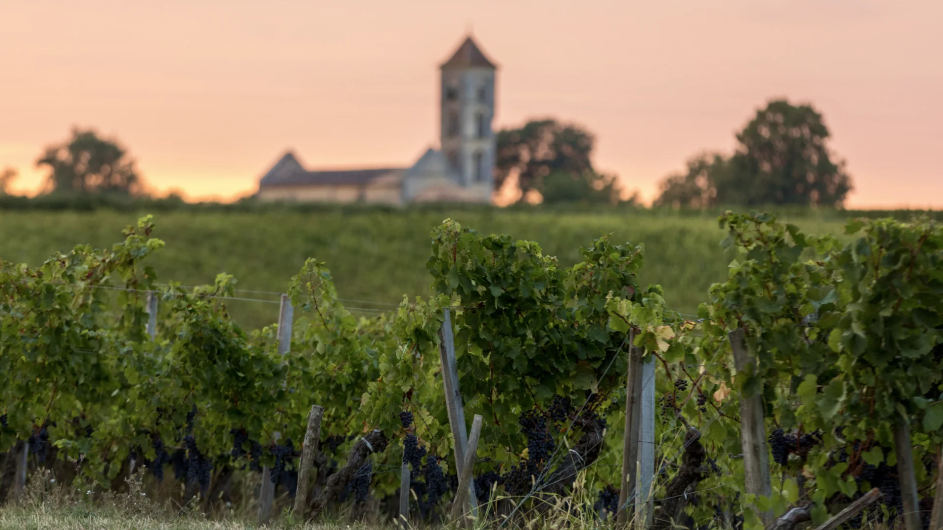 Weinberge