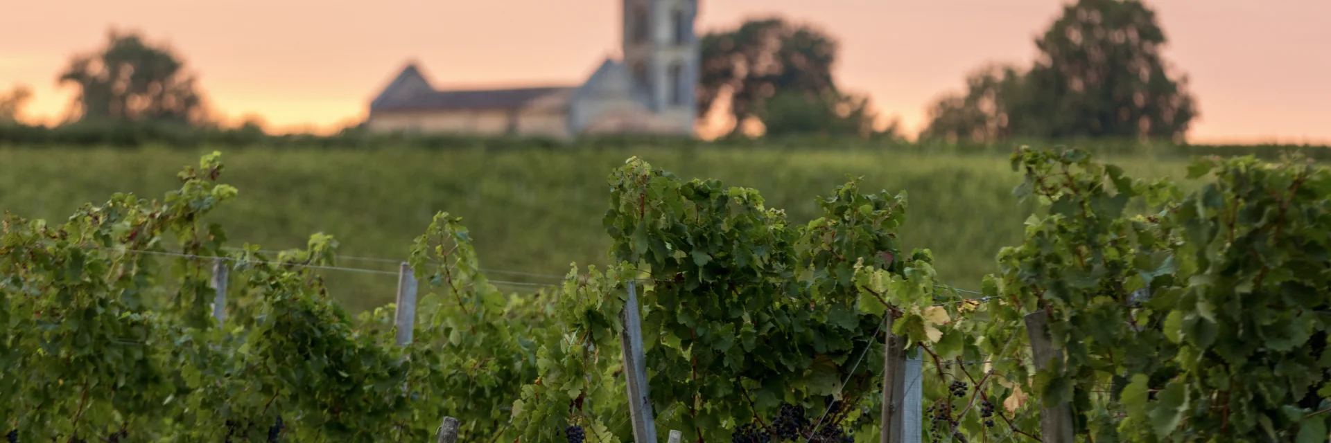 Weinberge