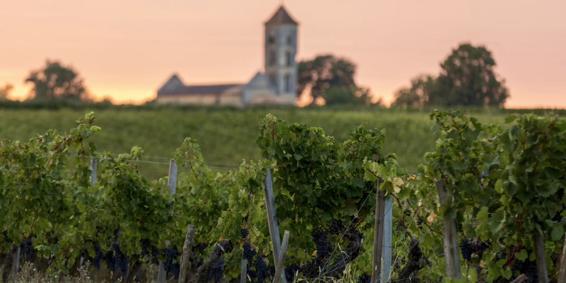 Vineyards