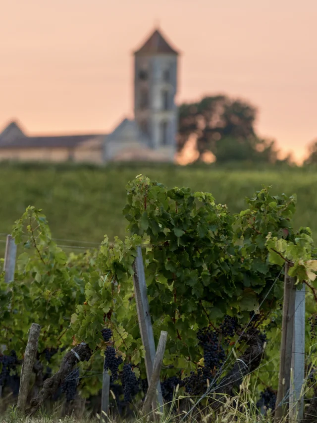 Vineyards