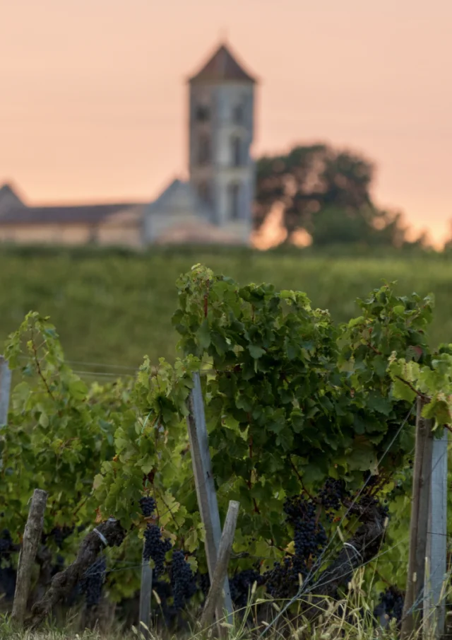 Weinberge