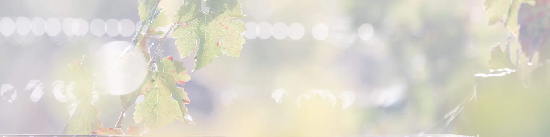 Vendanges