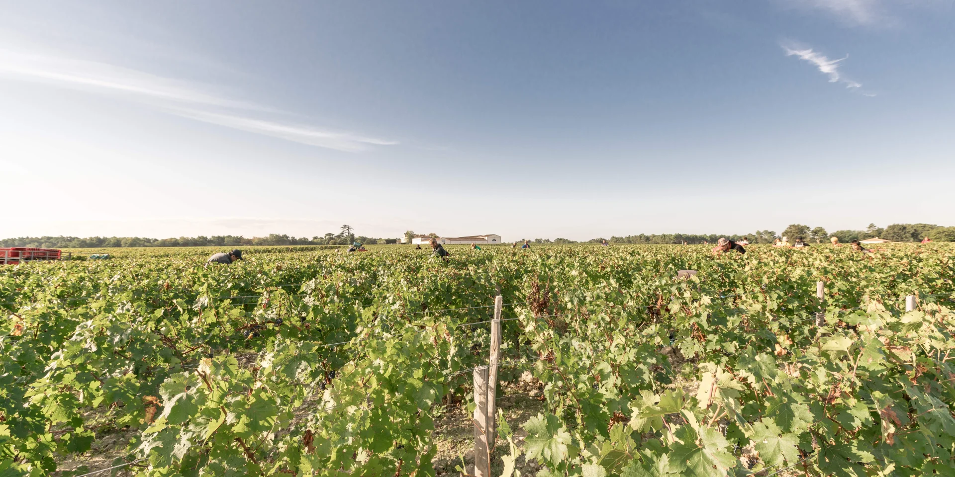 Weinlese