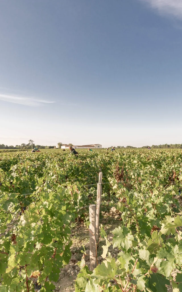 Weinlese