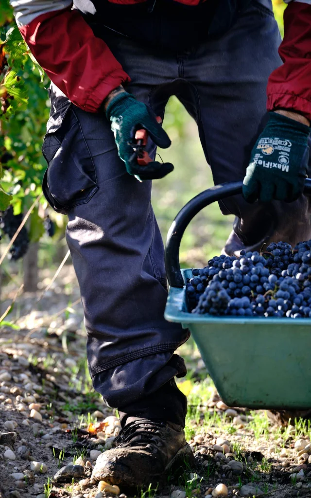 Harvest at Château Desmirail