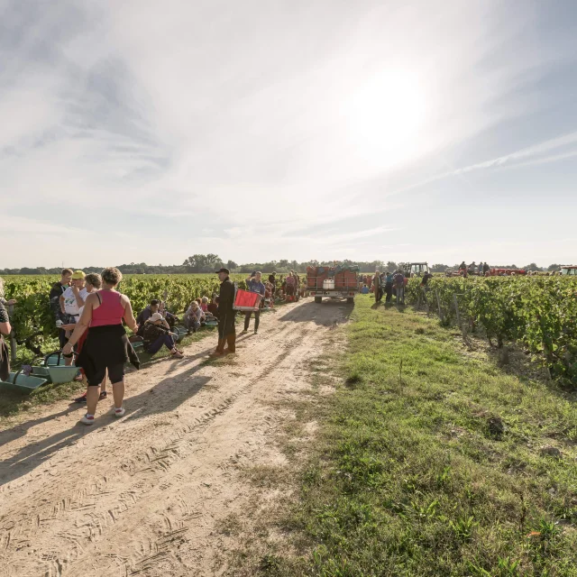 Weinlese