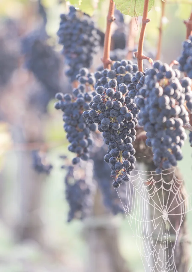 Grapes