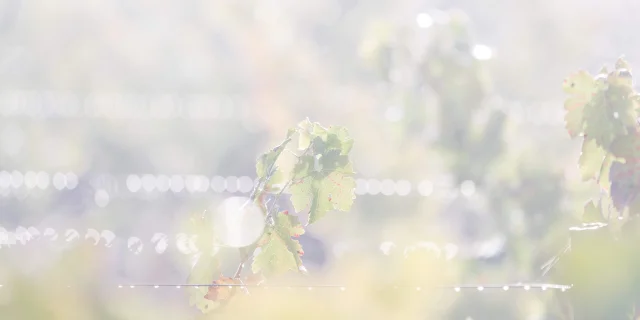 Weinlese