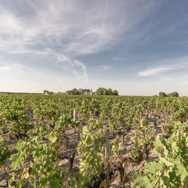 Weinberge im Médoc