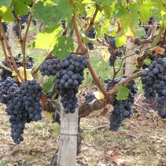 Weinberge im Médoc