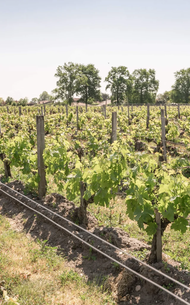 Chateau De Lauga vineyard