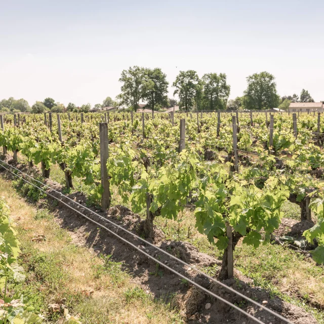 Chateau De Lauga vineyard