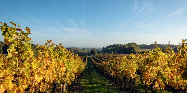 Studio Tonelli - Best Of Wine Soiree
