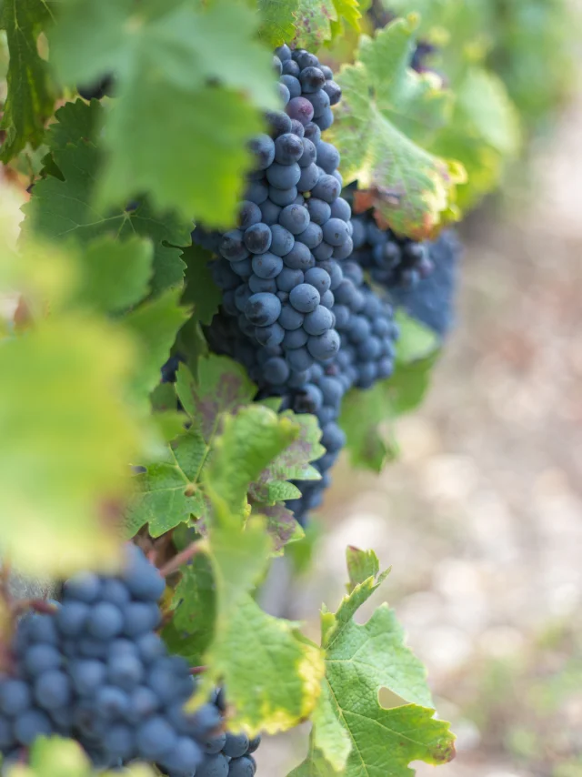 Vignes De Lamarque