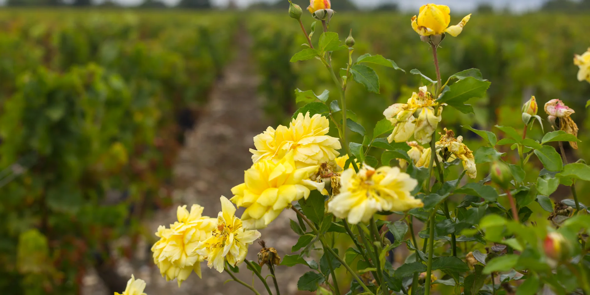 Vignes à Cussac Fort Medoc