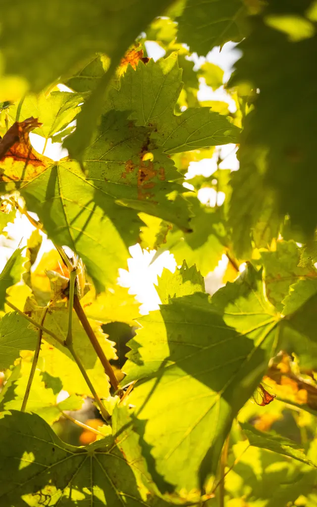 Margaux Medoc Tourismedavid Herbreteau 09535