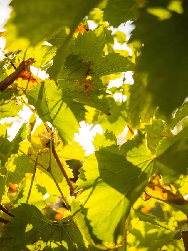 Margaux Medoc Tourismedavid Herbreteau 09535