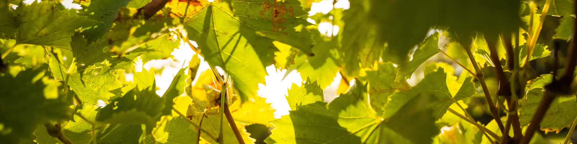 Margaux Medoc Tourismedavid Herbreteau 09535