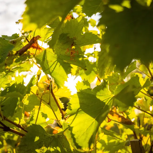 Margaux Medoc Tourismedavid Herbreteau 09535